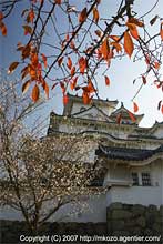10月桜と姫路城