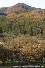 日和田山終紅葉