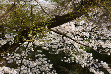 高麗川沿いの桜 by α700