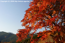 秋暮るる彩紅葉