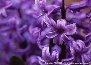 hyacinth-s.jpg