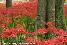 巾着田の曼珠沙華(2009年)