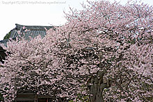 聖天院の桜(2010年)