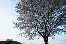 春が来た(2010年)