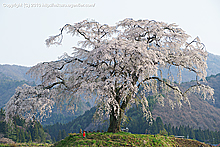 上発知の枝垂桜(2010年)