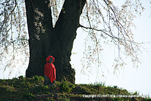 上発知の枝垂桜(2011年)