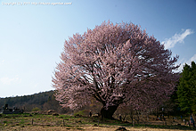 花咲の天王桜へ(2011)