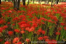 巾着田の曼珠沙華(2012年)
