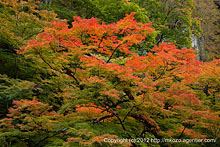 紅葉の秩父中津川へ(2012年)