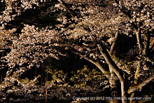 斜光に華やぐ山桜
