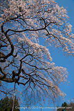 春の奥久慈へ〜外大野しだれ桜(2013)