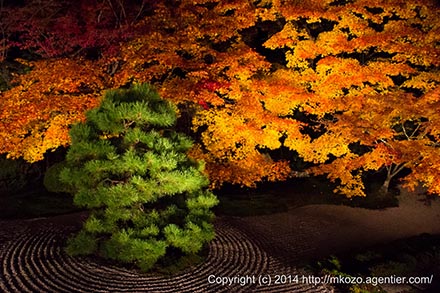 京都の紅葉に思いをはせて