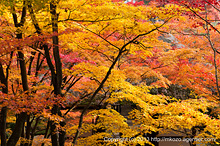 秋色フィナーレ〜常寂光寺の紅葉(2013年)